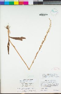 Piperia candida image