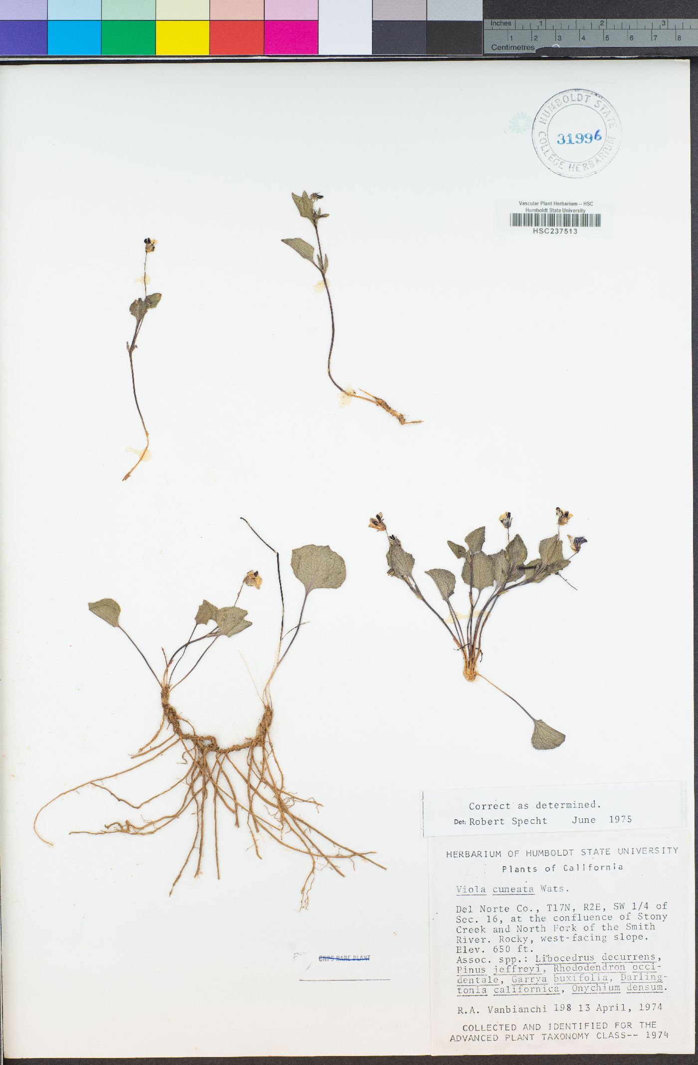 Viola cuneata image