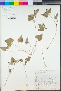 Viola ocellata image
