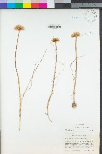 Allium amplectens image