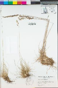 Festuca trachyphylla image