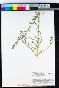 Amaranthus albus image