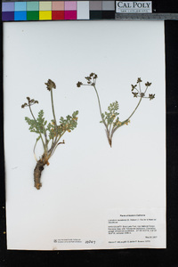 Lomatium nevadense image