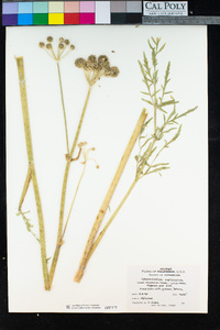 Angelica capitellata image