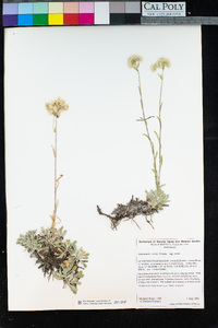 Antennaria rosea image