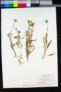 Arnica sororia image