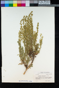 Artemisia rothrockii image