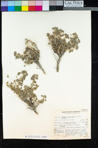 Artemisia spinescens image