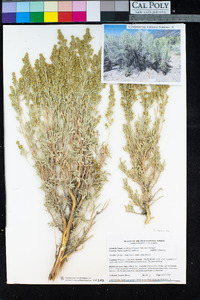 Artemisia tridentata subsp. tridentata image