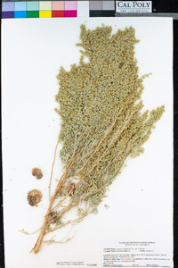 Artemisia tridentata subsp. tridentata image