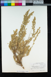 Artemisia tridentata image