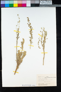 Artemisia tridentata image