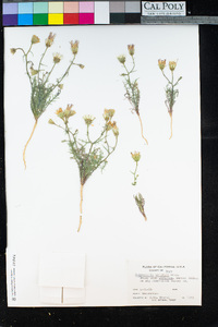 Calycoseris wrightii image