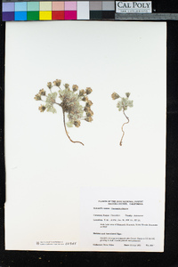 Chaenactis alpigena image