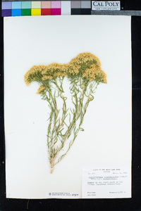 Chrysothamnus viscidiflorus image