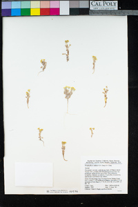 Eriophyllum wallacei image