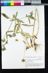 Helianthus annuus image