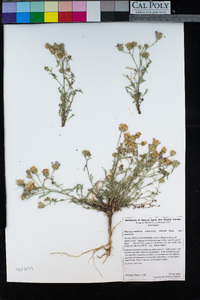 Dieteria canescens var. canescens image