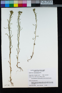 Madia glomerata image