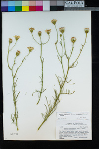 Senecio flaccidus image