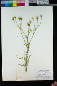 Senecio flaccidus image