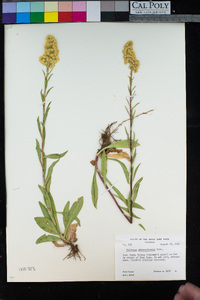 Solidago missouriensis image