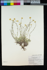 Sphaeromeria potentilloides image