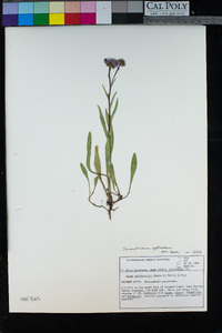 Symphyotrichum spathulatum image