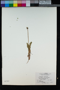 Taraxacum officinale image