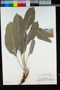 Wyethia mollis image