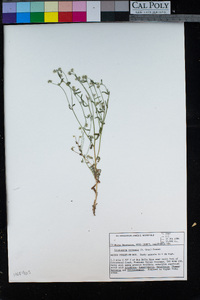 Cryptantha watsonii image