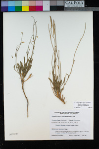 Boechera platysperma image