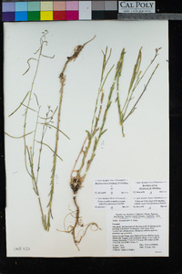 Boechera stricta image