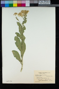 Lepidium draba image