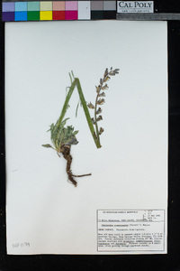 Caulanthus crassicaulis image