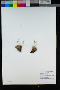 Draba sharsmithii image