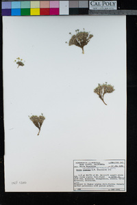 Draba subumbellata image