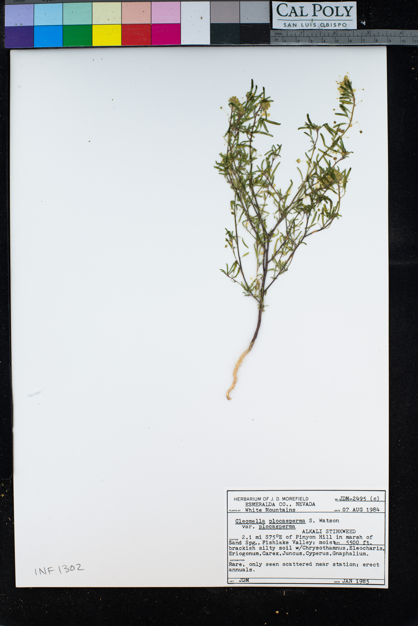 Cleomella plocasperma var. plocasperma image