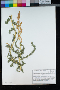 Atriplex serenana image