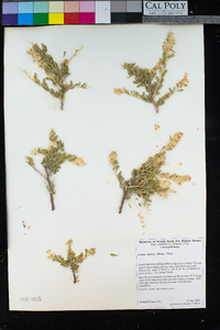 Grayia spinosa image