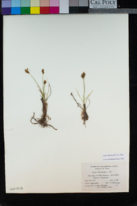 Carex duriuscula image