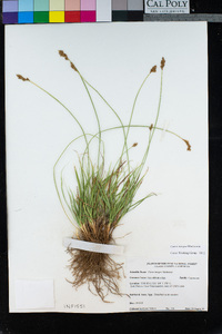 Carex integra image