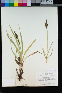 Carex nebraskensis image