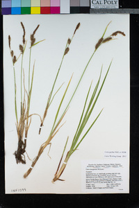 Carex lanuginosa image