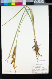 Carex utriculata image