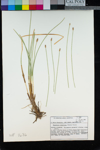 Eleocharis rostellata image