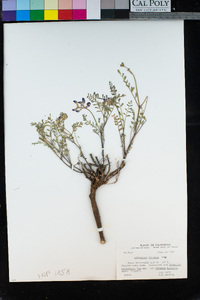 Astragalus whitneyi image