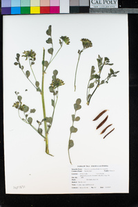 Hosackia crassifolia image