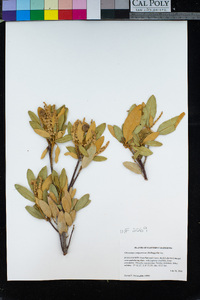 Chrysolepis sempervirens image