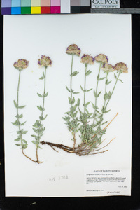 Monardella linoides image